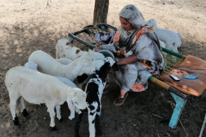 Fatima Ahmed Adam, the leader of the Alwifaq women’s savings and credit group, accesses finance to rear livestock and grow her business. © LMRP Knowledge Management Team, Blue Nile